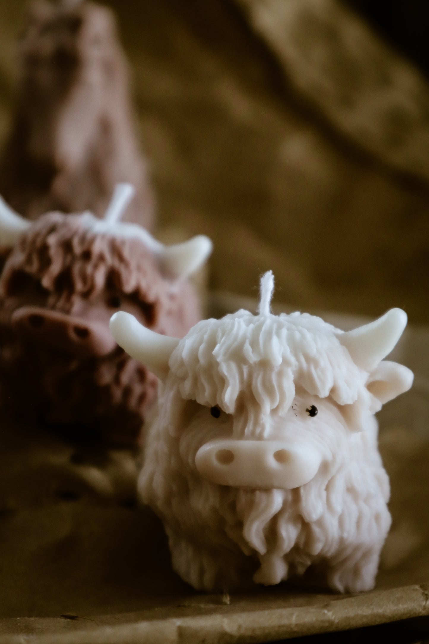 Highland cow