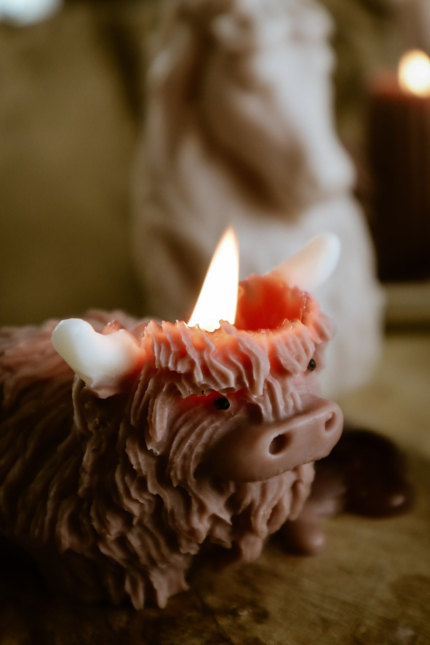 Highland cow
