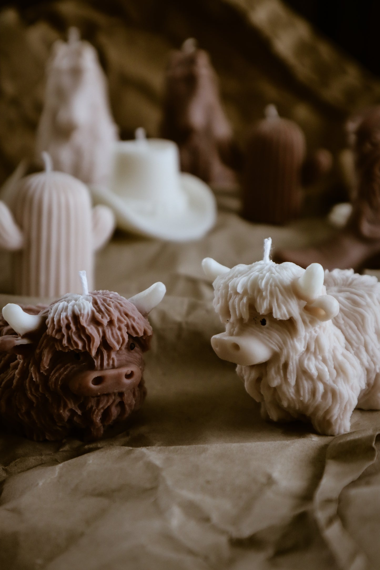 Highland cow