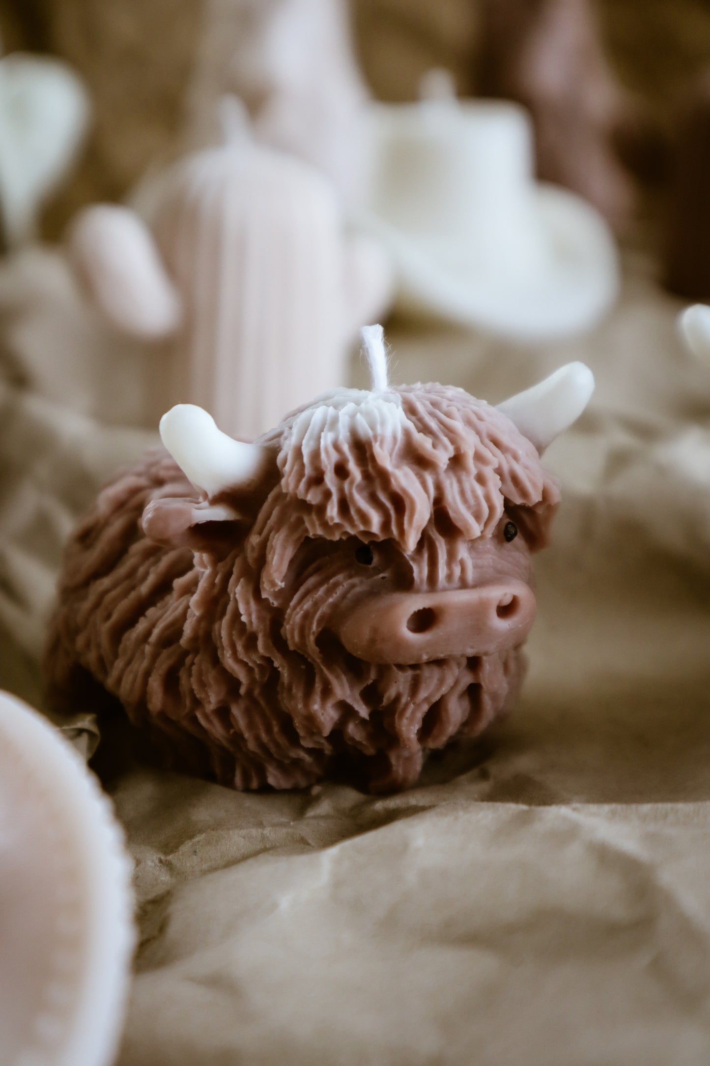 Highland cow