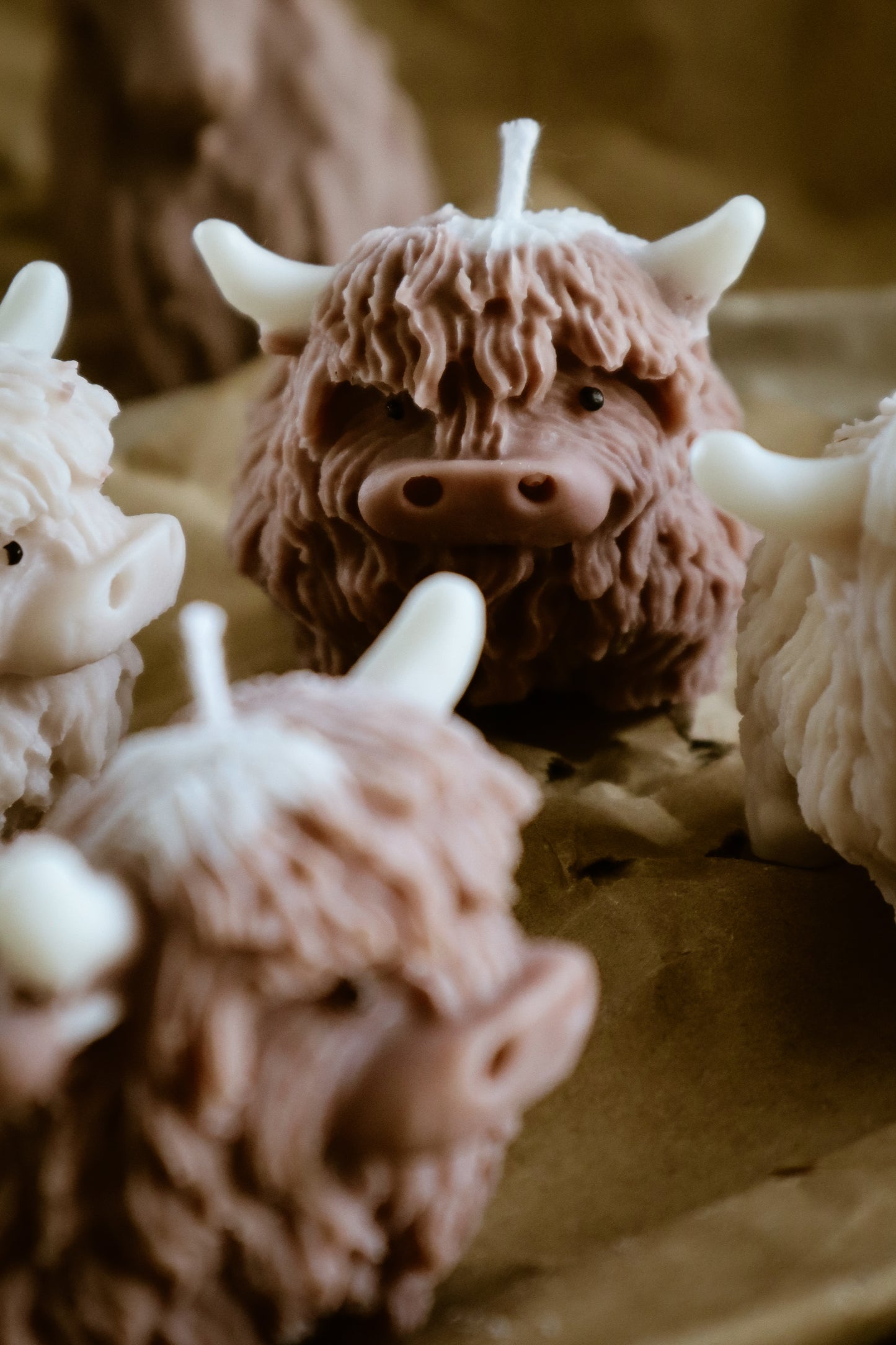 Highland cow
