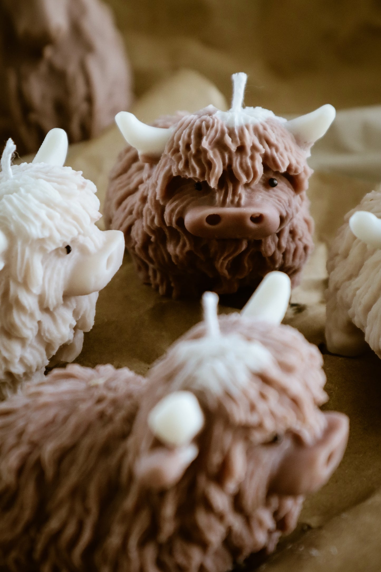 Highland cow