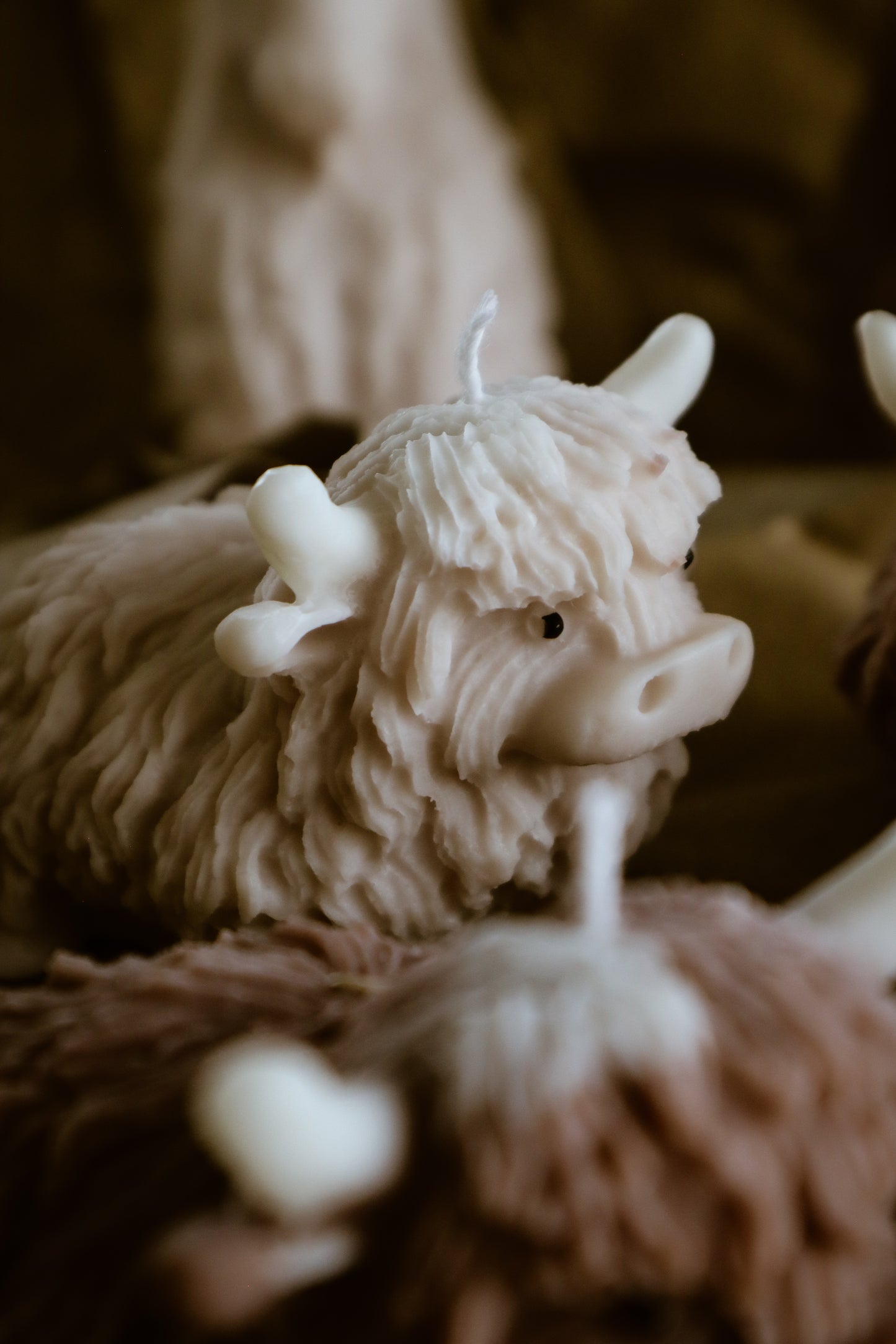 Highland cow